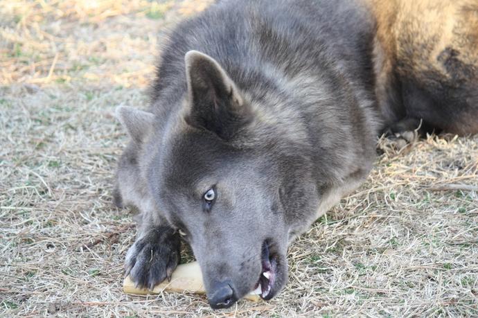 These Are My Dream Pets!