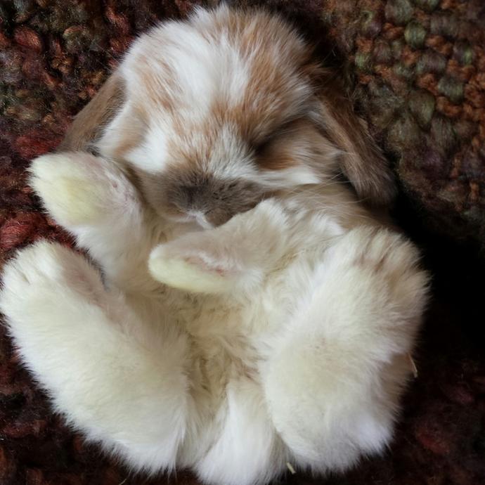 These Are My Dream Pets!