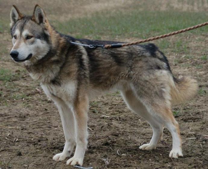 These Are My Dream Pets!