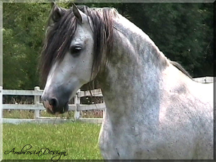 These Are My Dream Pets!