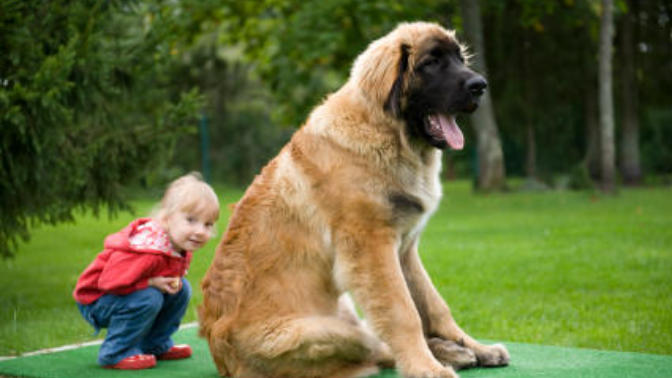 These Are My Dream Pets!