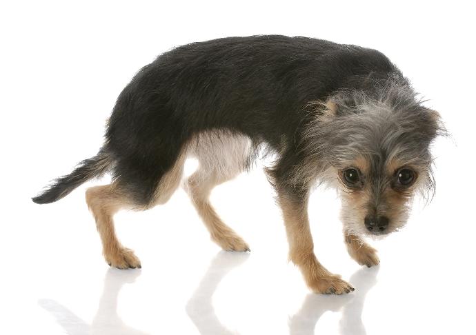 The Kicked Puppy Syndrome