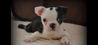 The kicked puppy syndrome.