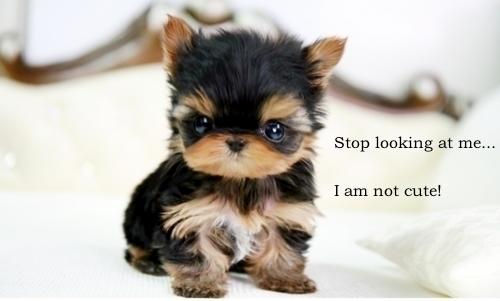 The Kicked Puppy Syndrome