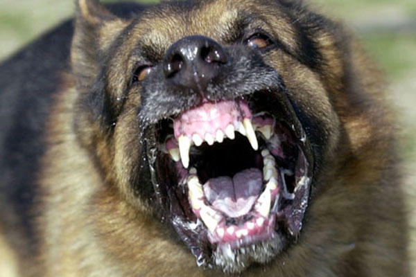 The Kicked Puppy Syndrome
