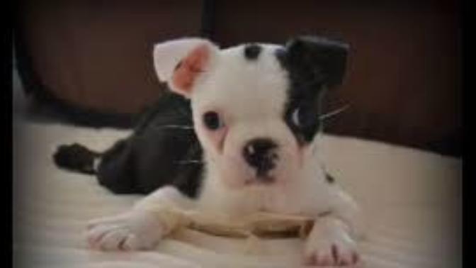 The Kicked Puppy Syndrome