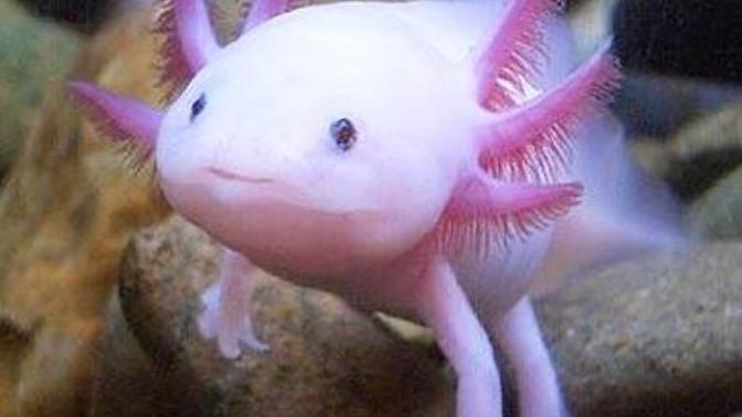 Some of the most exotic pets out there.