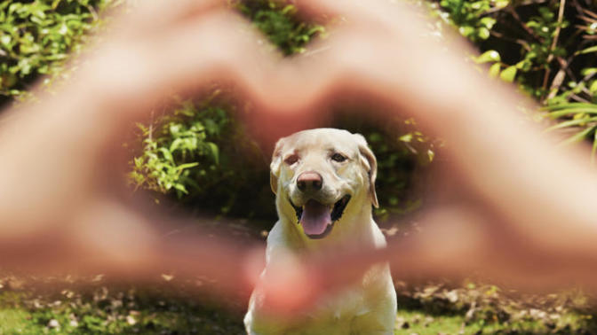 Top 8 Reasons Why Having A Pet Is Awesome For Your Health