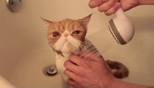 A letter to my future husband- with cat gifs/videos and pictures