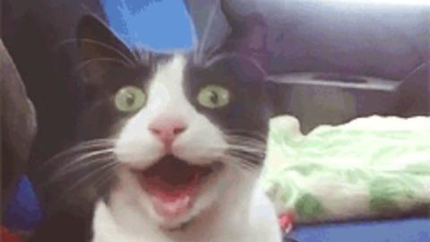 A letter to my future husband- with cat gifs/videos and pictures