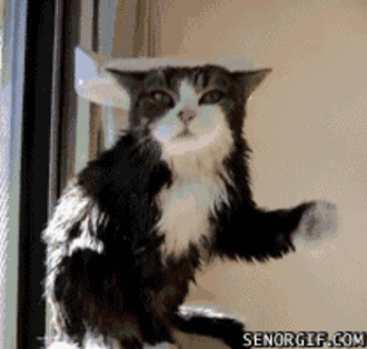 A letter to my future husband- with cat gifs/videos and pictures