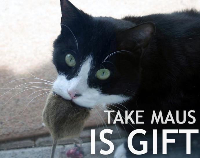 A letter to my future husband- with cat gifs/videos and pictures