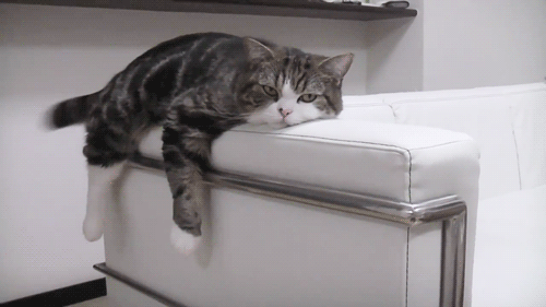 A letter to my future husband- with cat gifs/videos and pictures