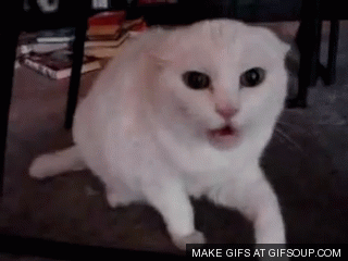 A letter to my future husband- with cat gifs/videos and pictures