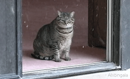 A letter to my future husband- with cat gifs/videos and pictures