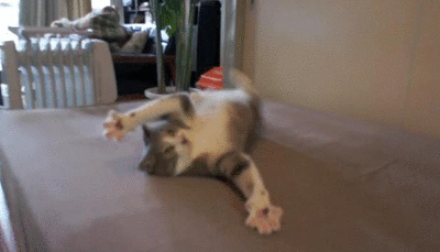 A letter to my future husband- with cat gifs/videos and pictures