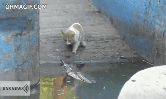 A letter to my future husband- with cat gifs/videos and pictures
