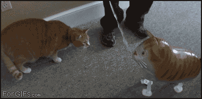 A letter to my future husband- with cat gifs/videos and pictures