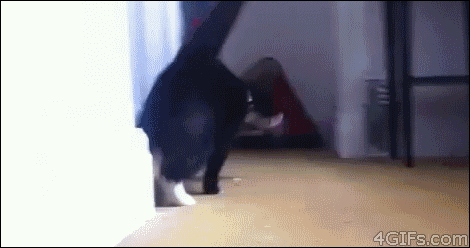 A letter to my future husband- with cat gifs/videos and pictures