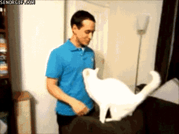 A letter to my future husband- with cat gifs/videos and pictures