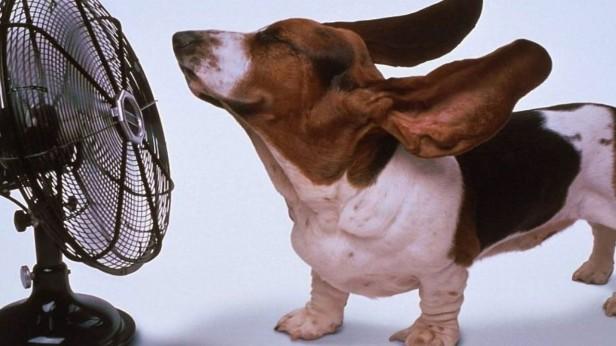 Dealing with summer!