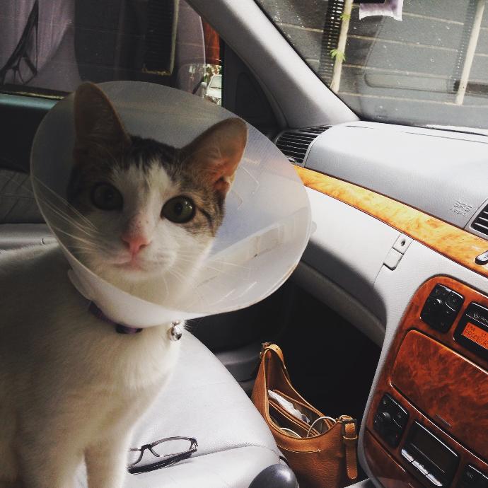 Stray animals deserve love too