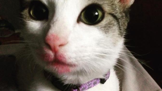 Stray animals deserve love too