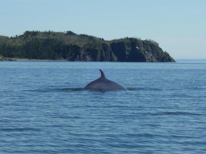 Things You Should Know About Newfoundland, Part 2