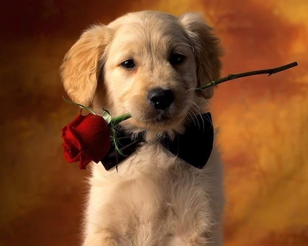 8 Dogs Who Want To Be Your Valentine