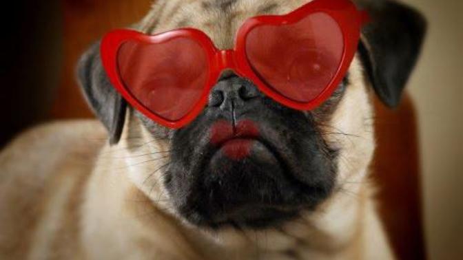 8 Dogs Who Want To Be Your Valentine