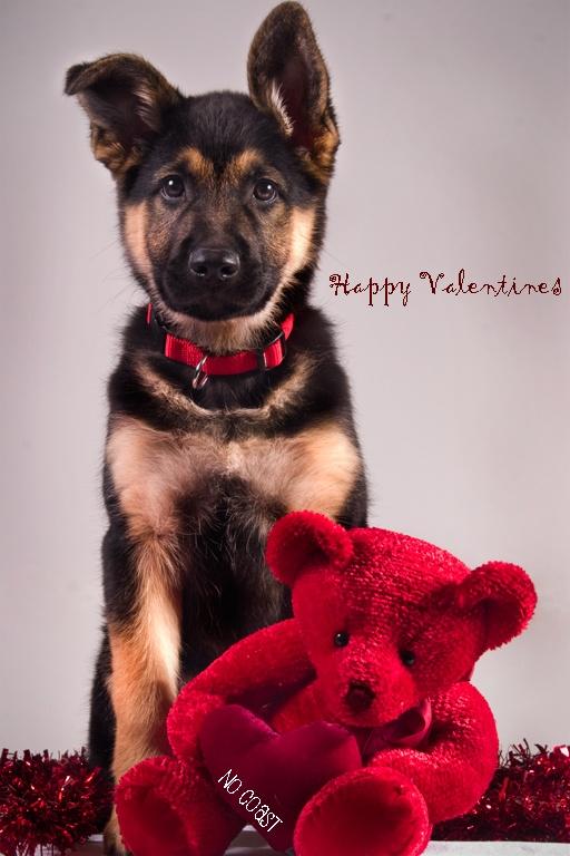 Valentine's Day : My Thoughts on it.