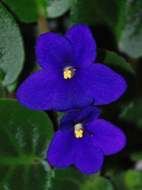 Valentine's Day : My Thoughts on it.