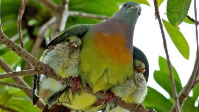 Why Birds Evolved Wings: The Cutest Story In Evolution