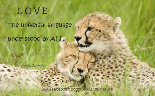 Valentine’s Day: The Day of Universal Love <3