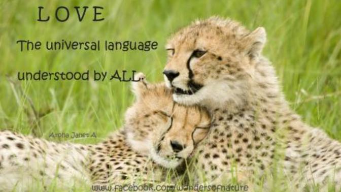 Valentine’s Day: The Day of Universal Love <3