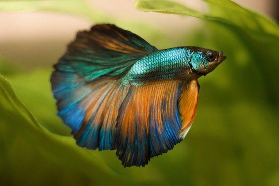 Why I Prefer Betta Males