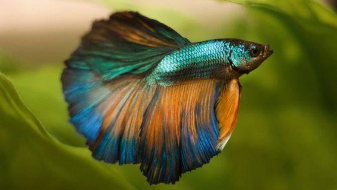 Why I Prefer Betta Males