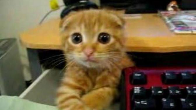 Cats! Cute, Cuddly Felines