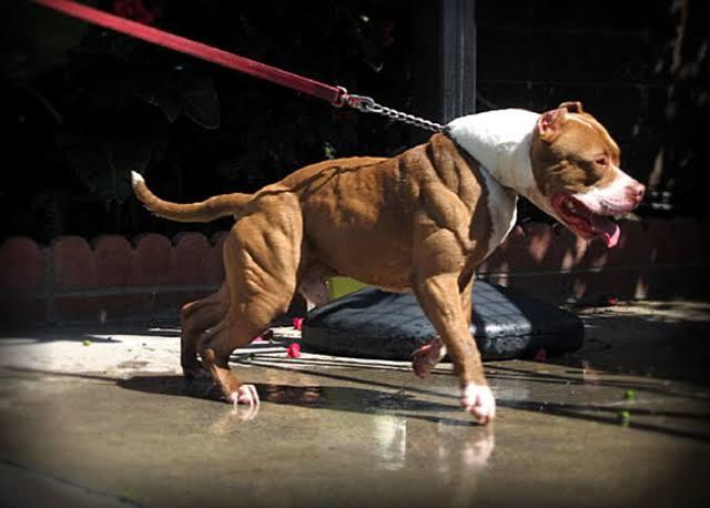 Do you even lift bro?