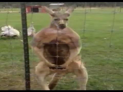 Do you even lift bro?