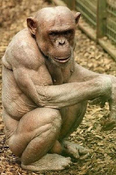 Do you even lift bro?
