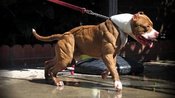 Do you even lift bro?