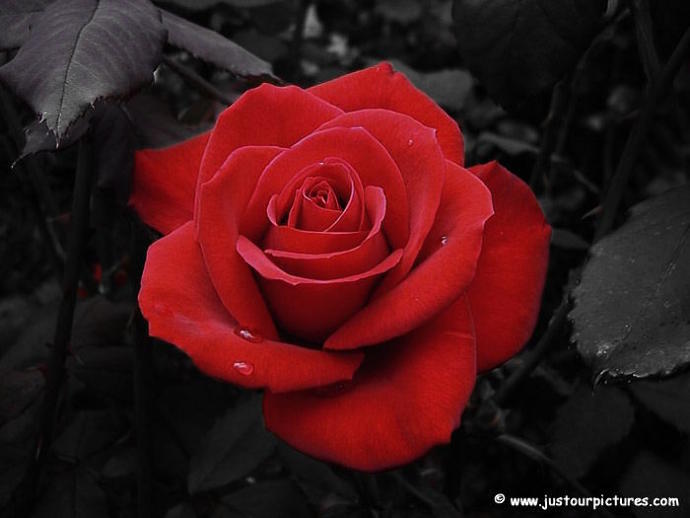 A love letter to a undiscovered lover..