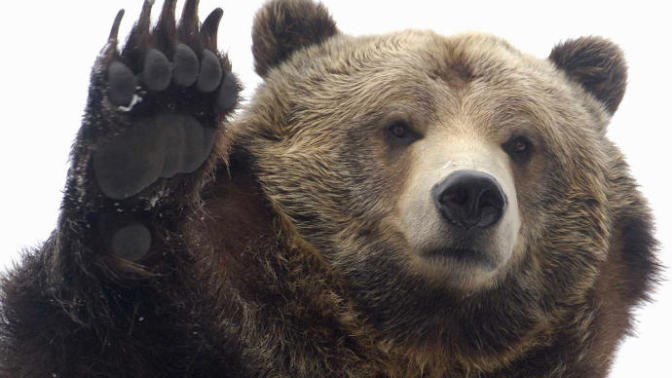 How This Bear Loved And Loves His Fox