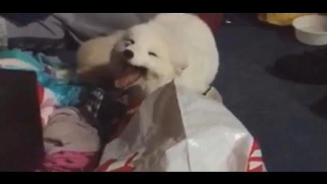 Cute Animal Videos To Brighten Your Day!