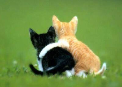 The Meaning of True Friendship