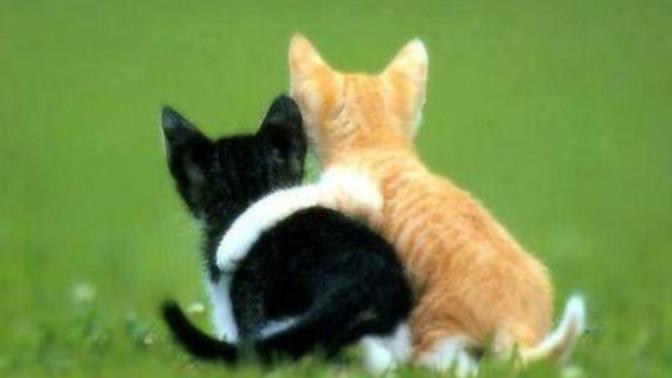 The Meaning of True Friendship