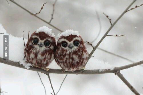 Cute Baby Animals To Cheer You Up!