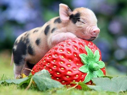 Cute Baby Animals To Cheer You Up!