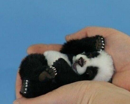 Cute Baby Animals To Cheer You Up!